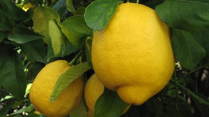 How to Grow Lemon Trees in the Home Garden -- Harvest to Table