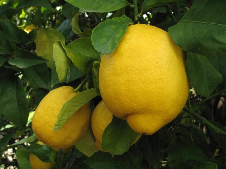 Lemons on tree1