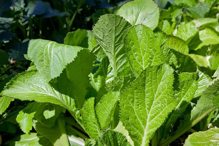 Mustard greens in garden1