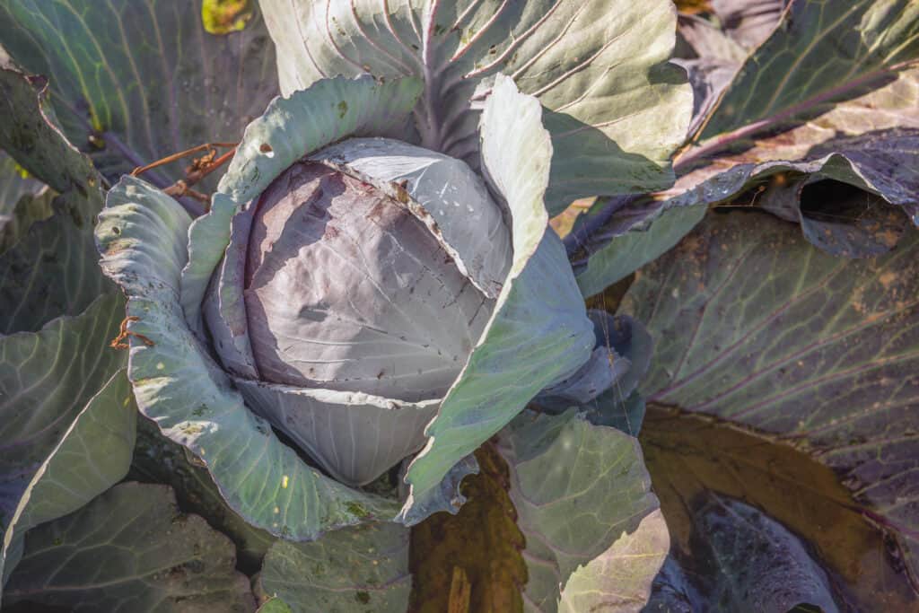 Red cabbage in garden