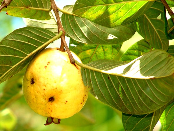 Ways to Serve Guava -- Harvest to Table