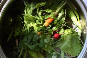 Kitchen garden harvest