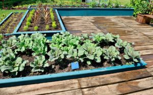 Rasied beds on deck Raised beds on deck