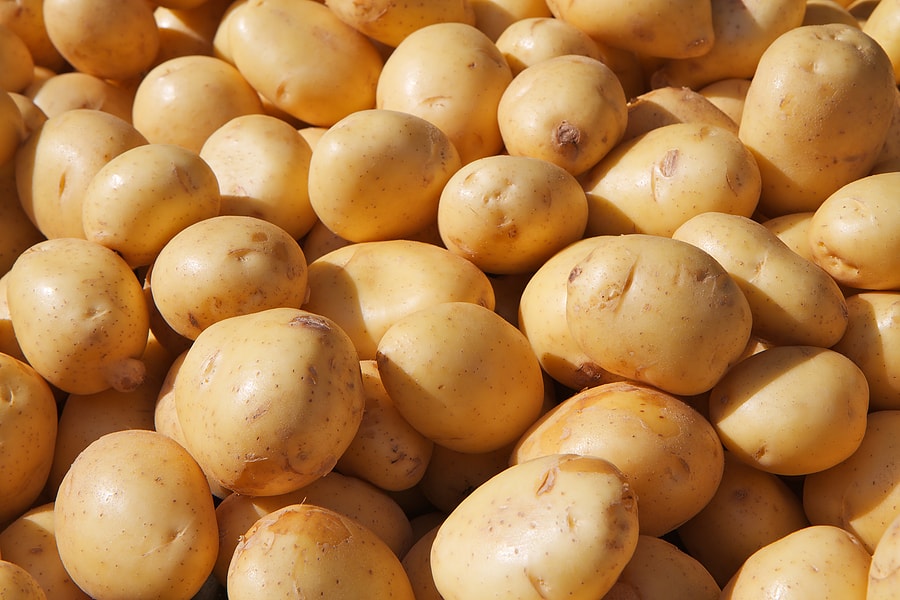 Potato Yukon gold