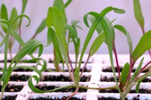 Spinach planted seedlings