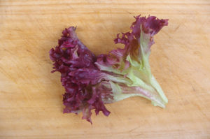 Lettuce red Lollo Rosso Lettuce red Lollo Rosso