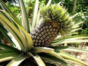 Pineapple plant