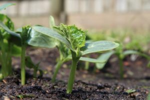 Cucumber Growing Tips for Your Garden - Harvest to Table