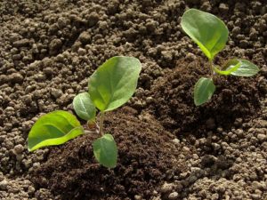Eggplant seedlings Eggplant seedlings