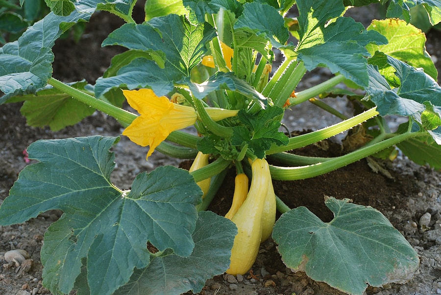 Image of A young summer squash plant with flowers