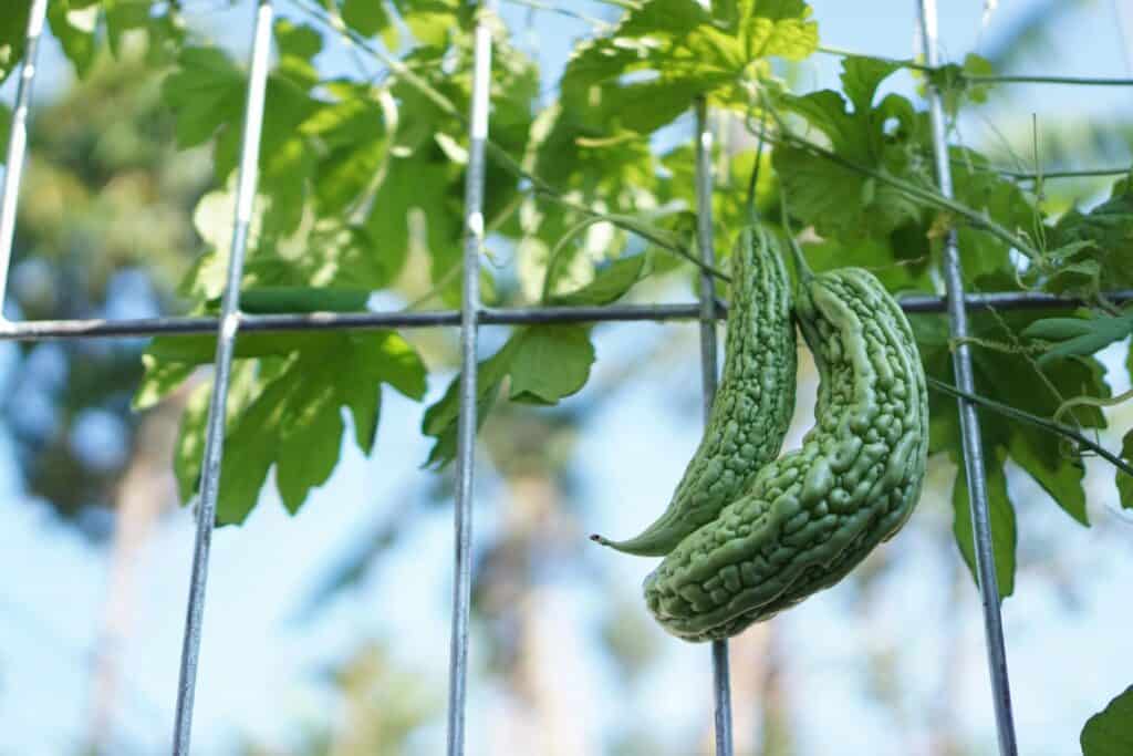 How To Cook And Serve Bitter Melon Harvest To Table