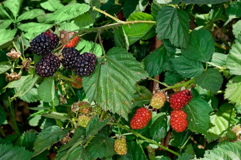 Blackberries on vine1