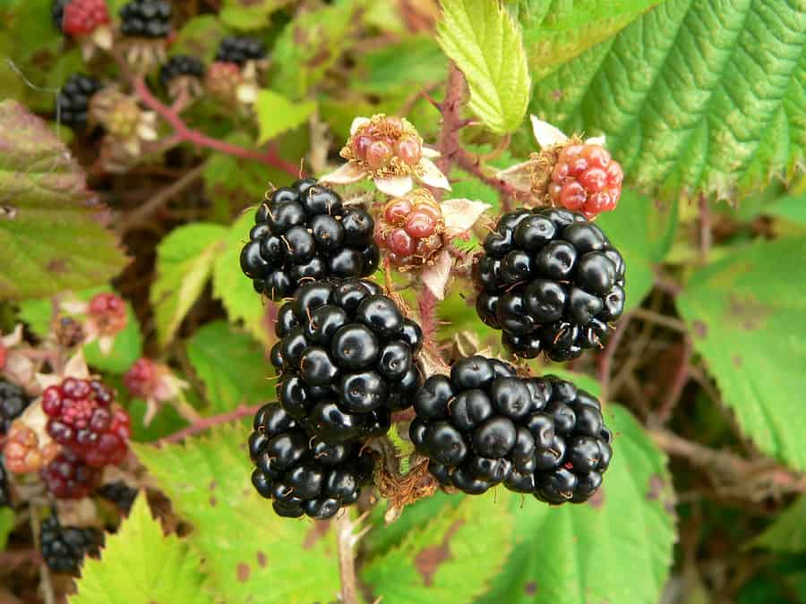 Blackberries for kitchne