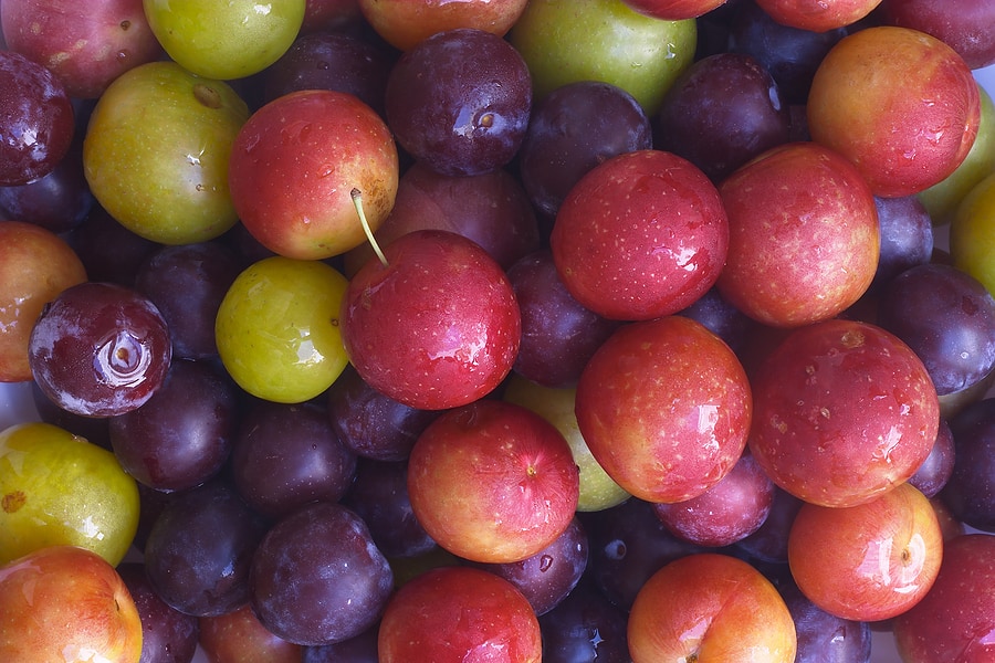 Plums in kitchen