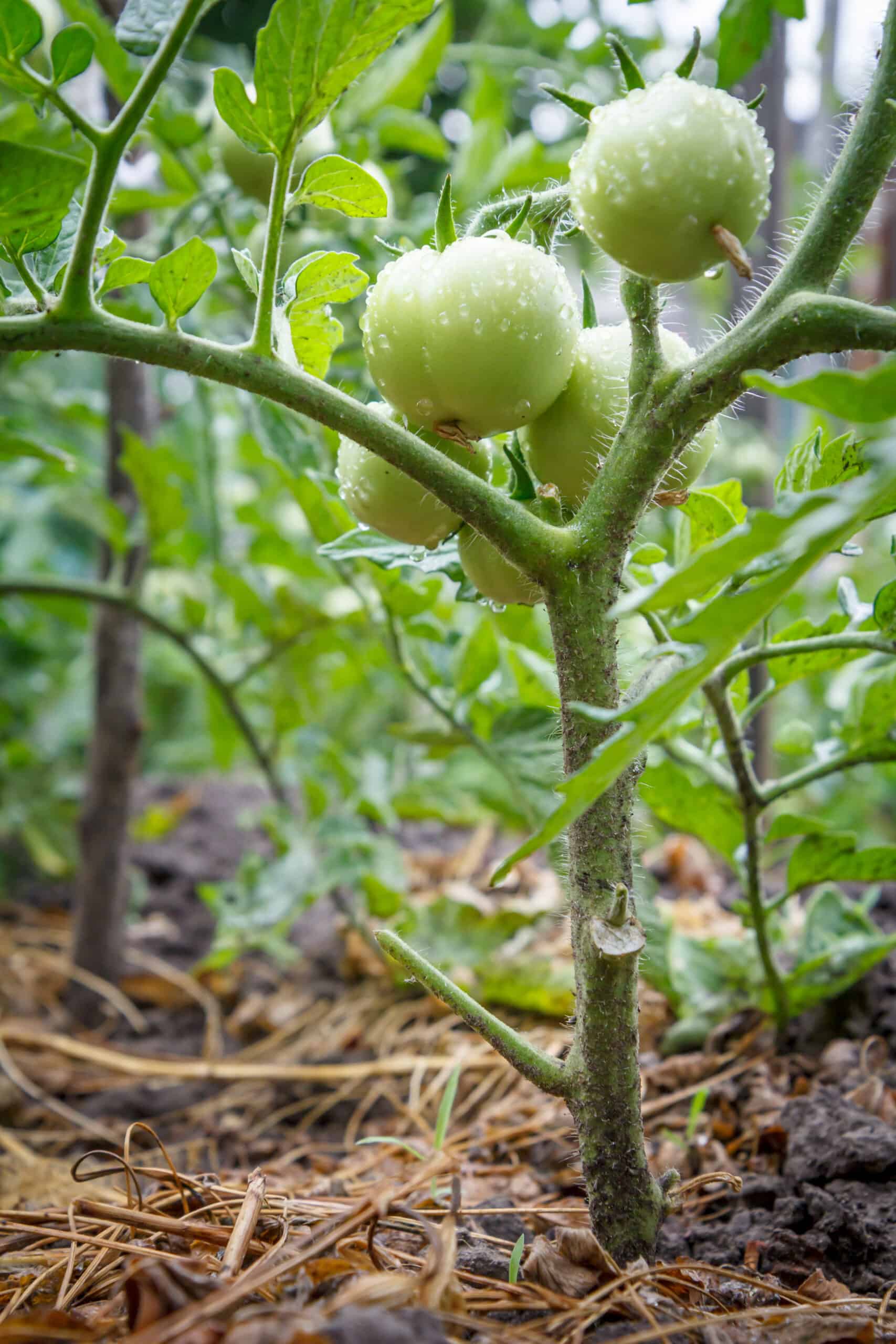 beefsteak tomato plant height