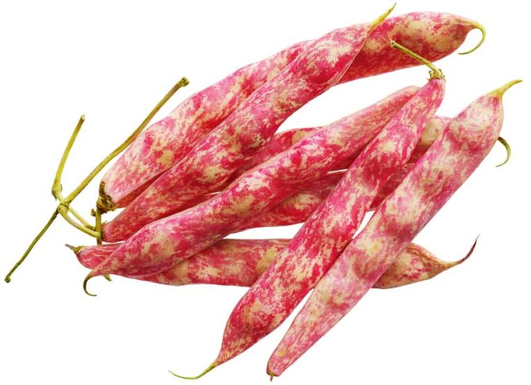 Beans cranberry