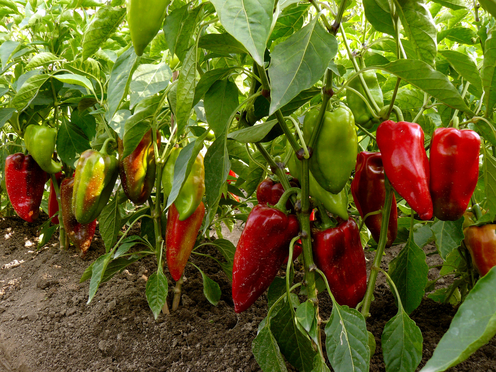 Peppers harvest
