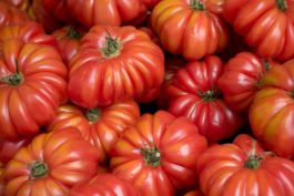 Tomato Varieties Harvest Times-- Harvest to Table