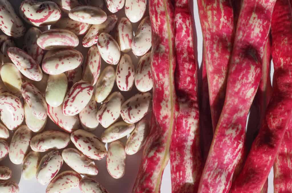 Borlotti beans