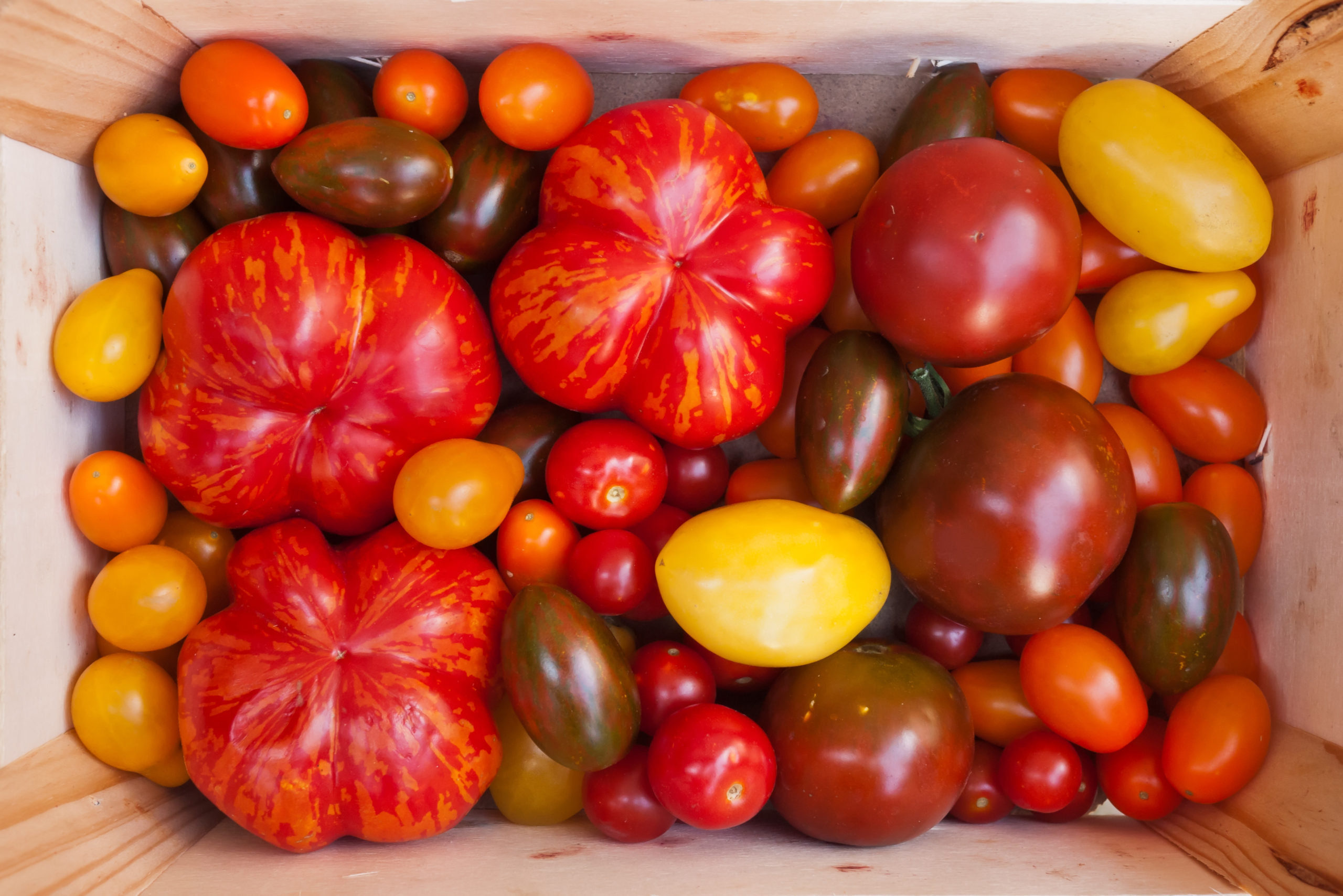 tomatoes harvested