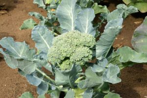 Broccoli planted