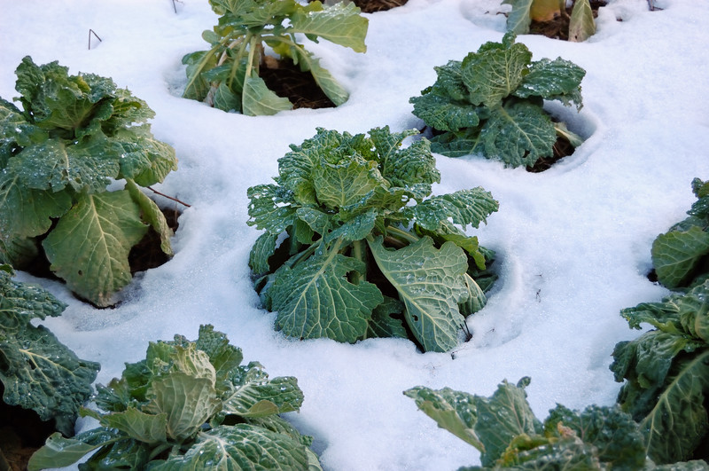 Cabbage in snow