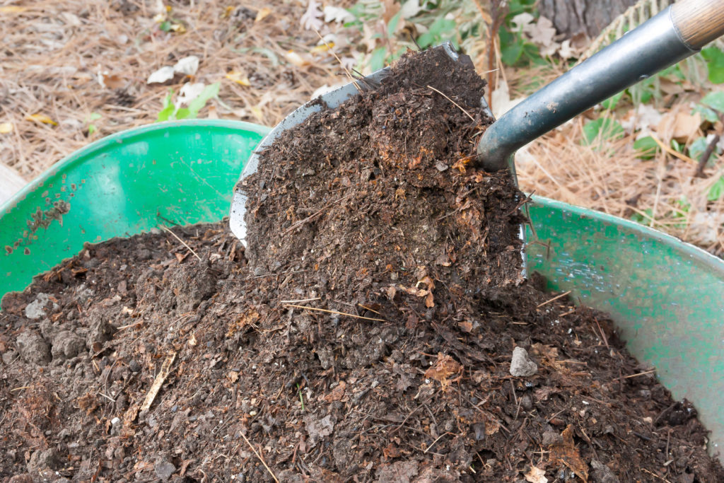 Aged compost 