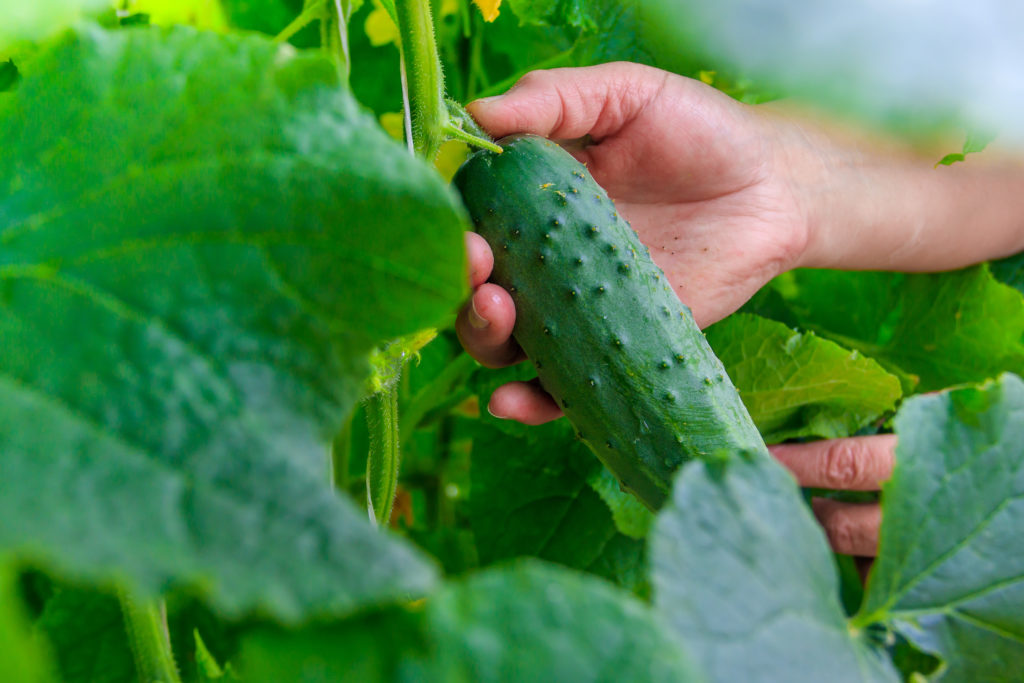 Cucumber harvest