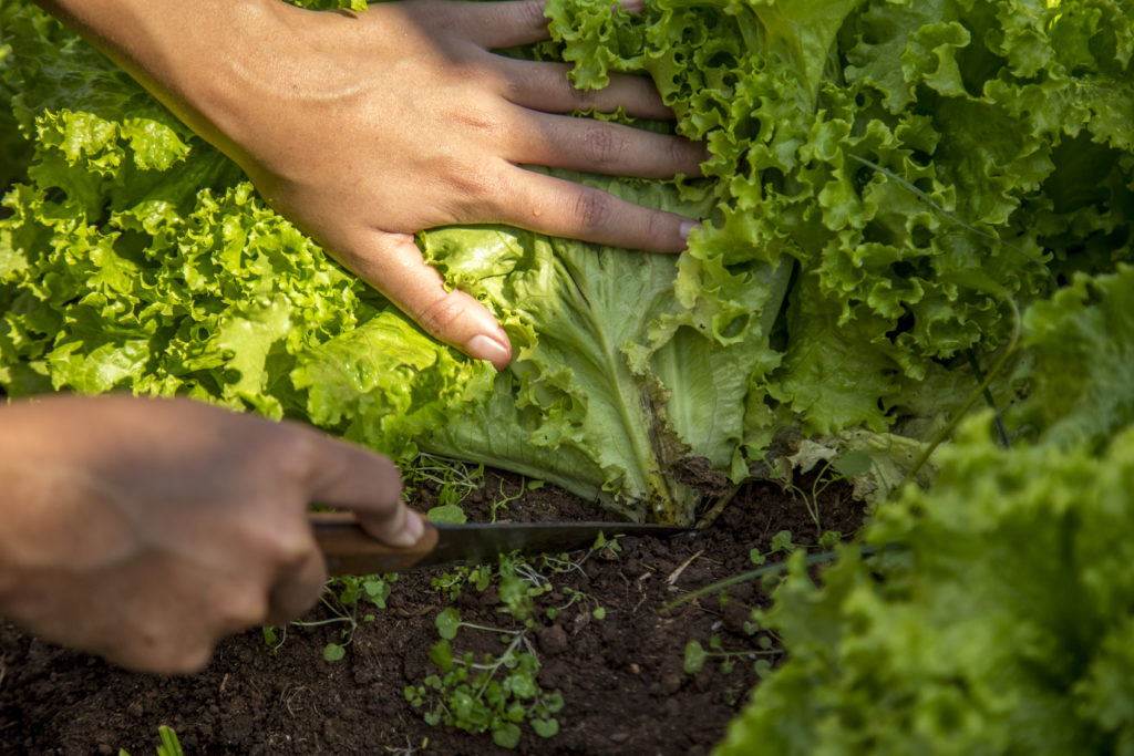 Harvesting lettuce