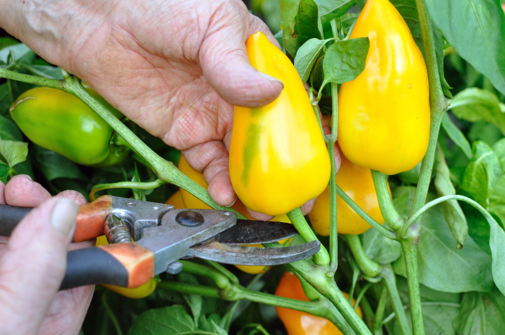 Pepper harvesting