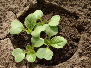 Cabbage seedlings in cool weather