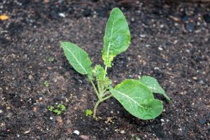 How to Grow Cauliflower