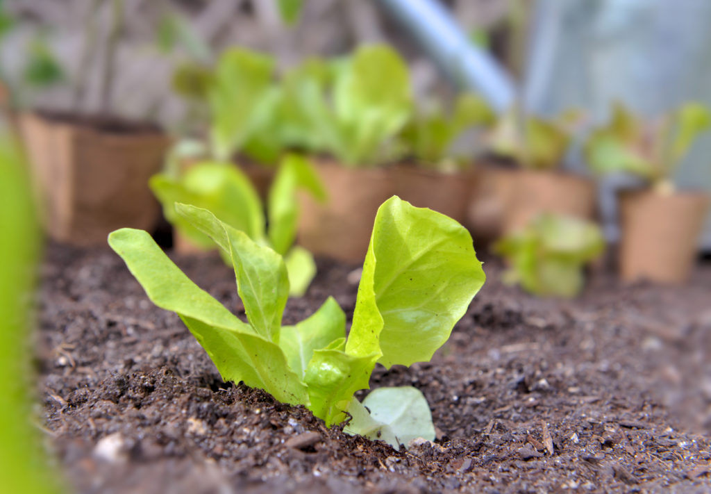 Lettuce seedlings