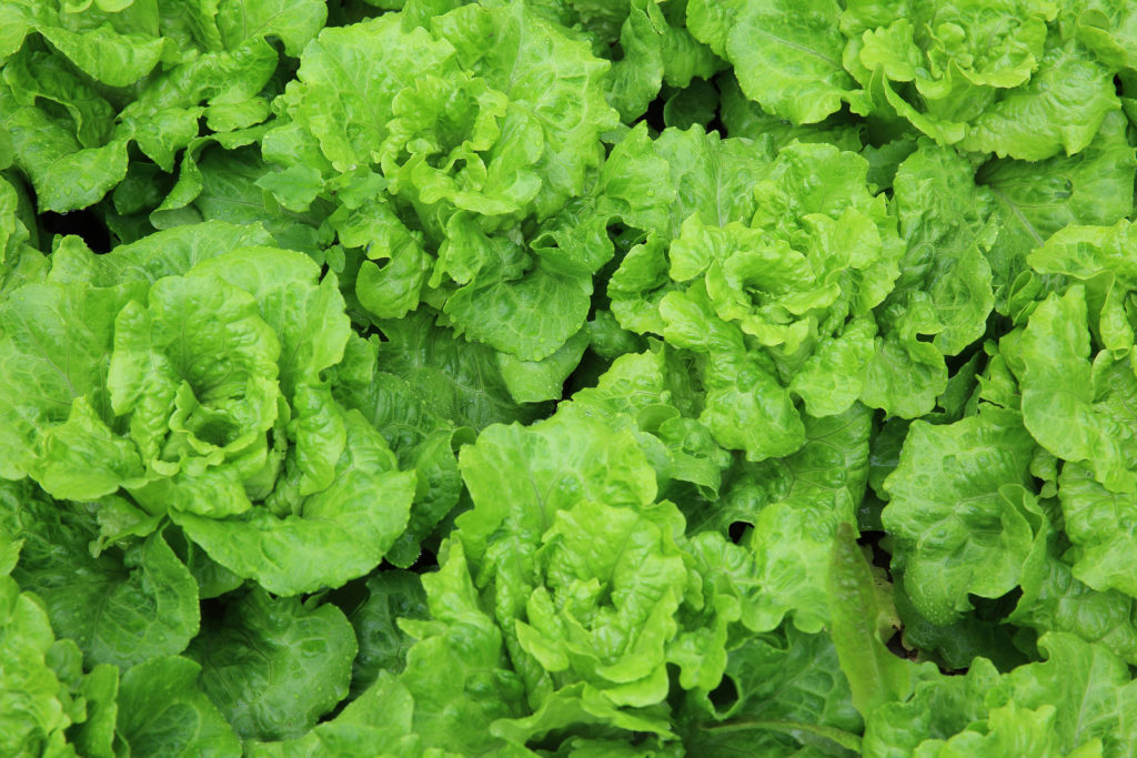 Lettuce growing