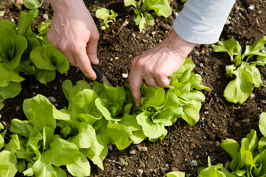 Thinning lettuce