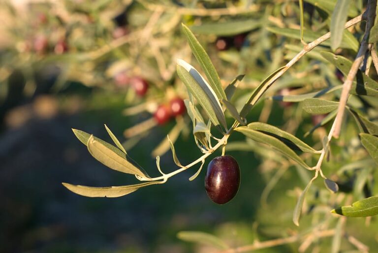 Olive ripe on tree