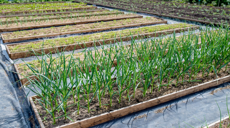 Shallots and greens in the winter garden