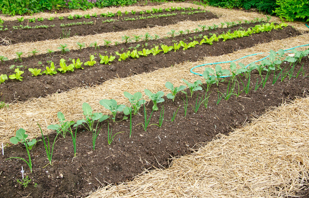 spring planting