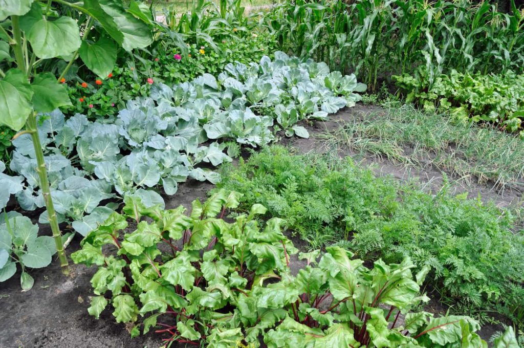 Spring garden growing