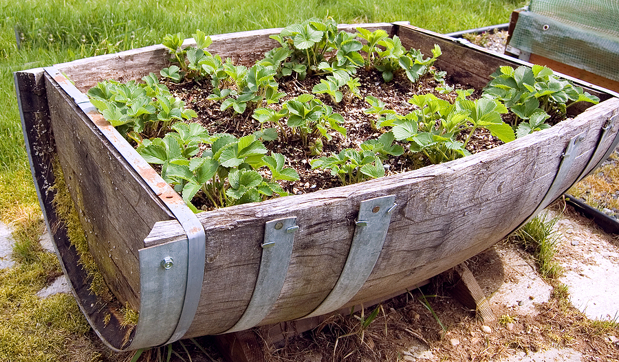 Strawberries in half barrel