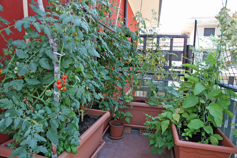 Balcony vegetable garden