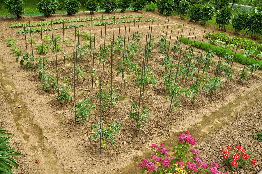 Garden bed with tomatoes on poles