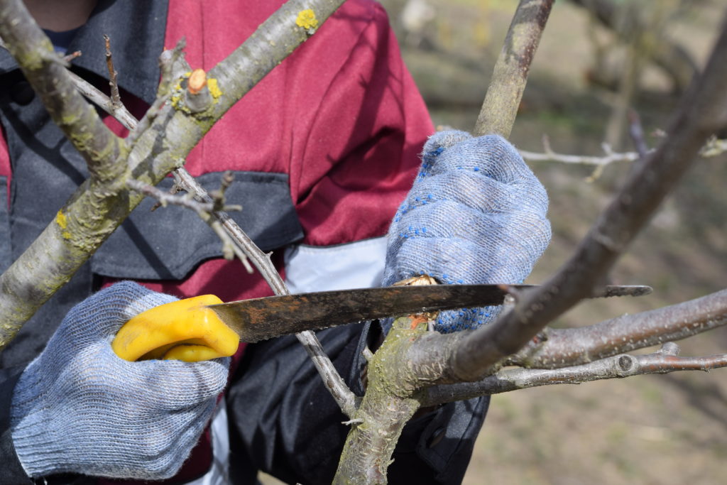 Winter tree pruning