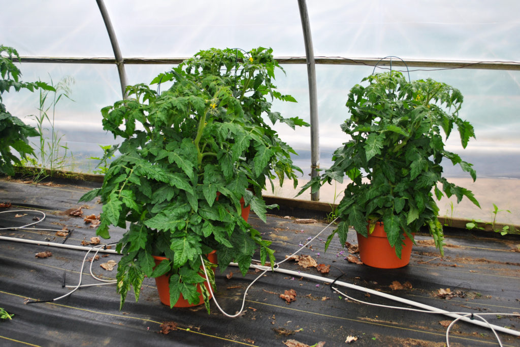 tomatoes in pots