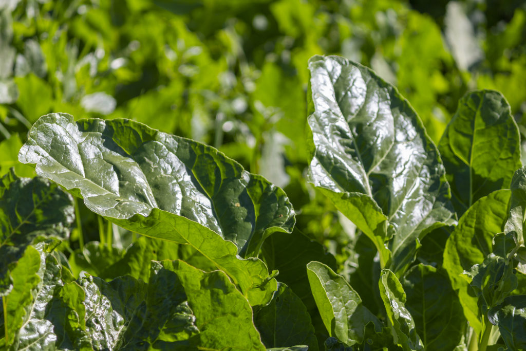 Chard in winter sun