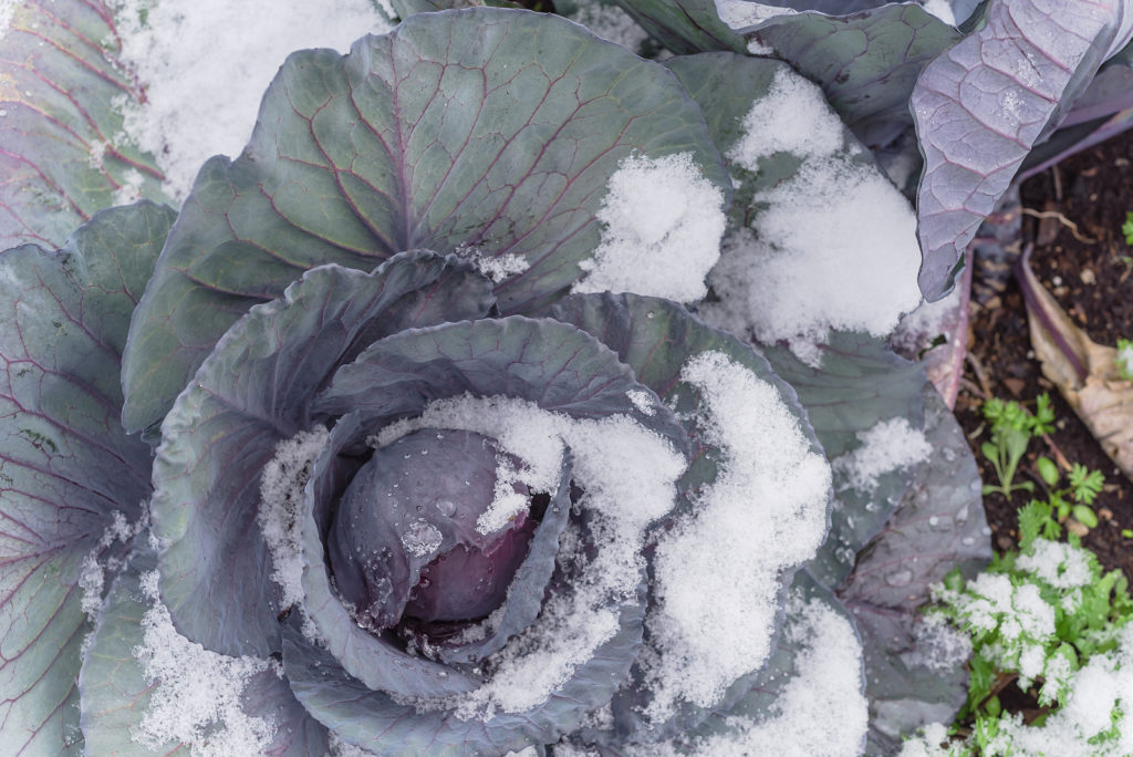 red cabbage in snow