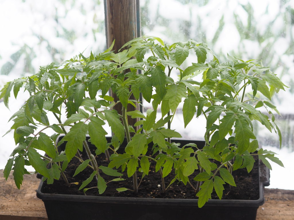 Tomato seedings