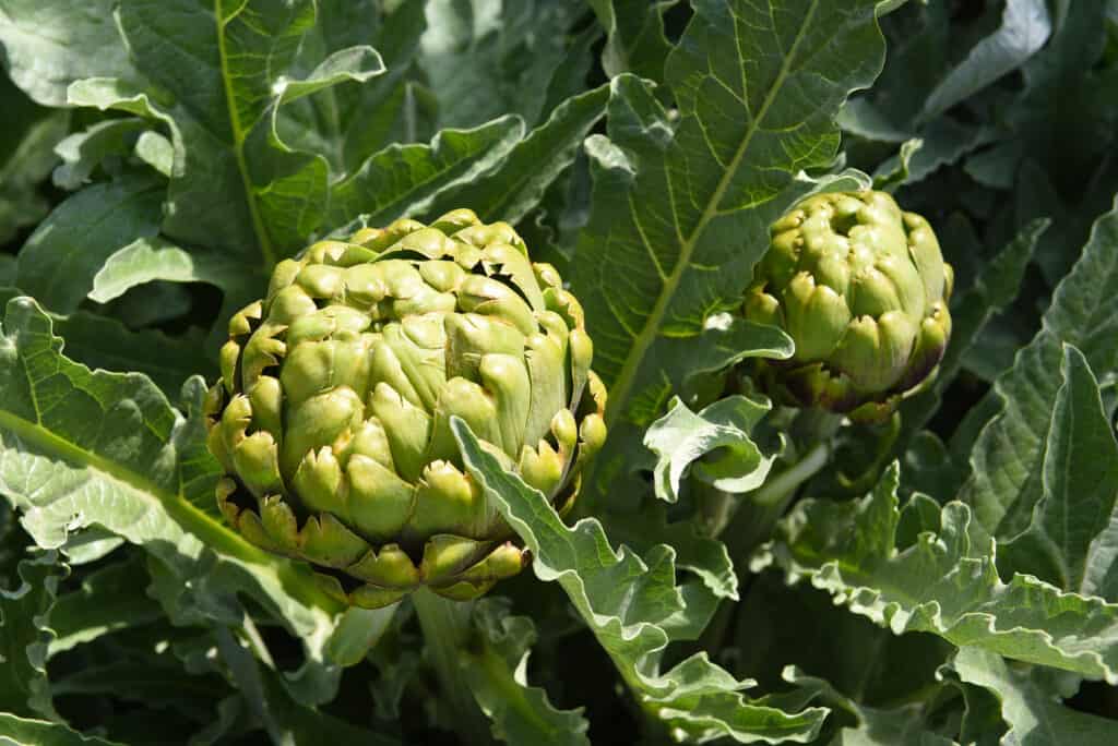 Artichoke harvest