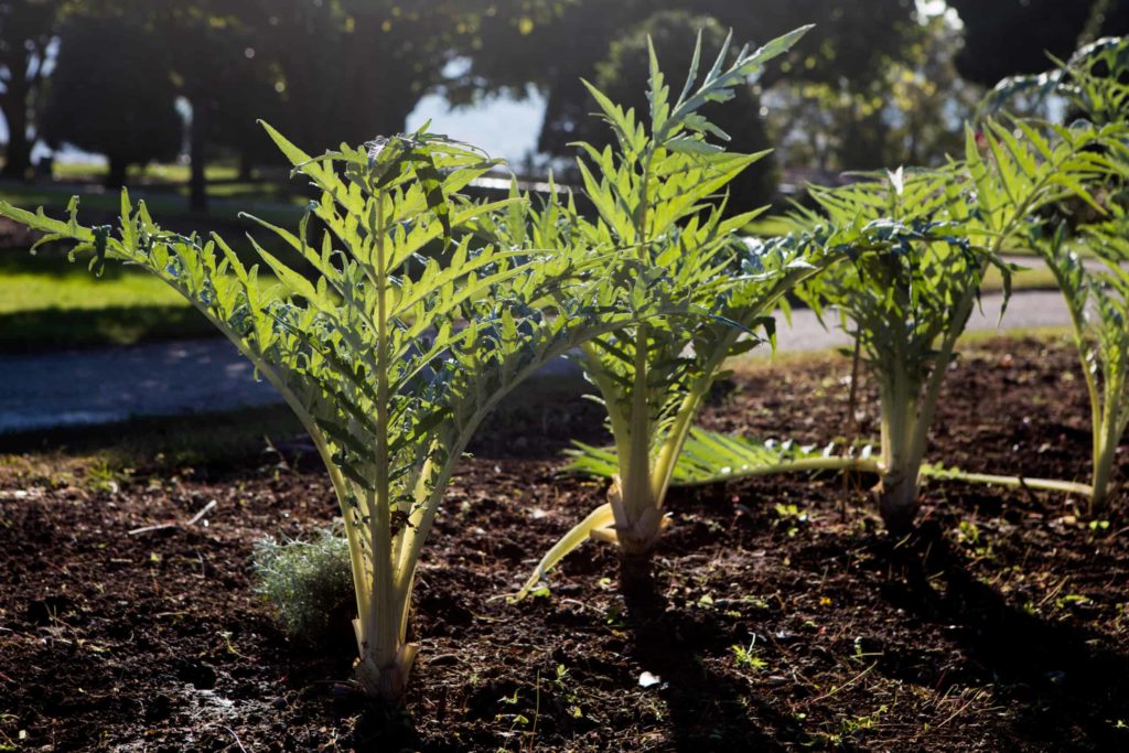 Grow artichokes