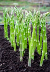 Asparagus sprouts